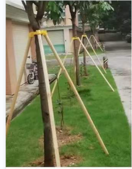 树木支撑